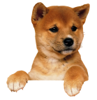 Собака